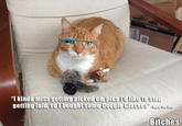 Mylo the Cat