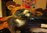 Cats