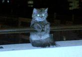 Cats