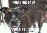 I FUCKING LOVE COCAINEII