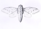 Cicada 3301