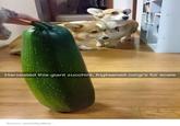 Harvested this giant zucchini, frightened corgi's for scale Source: tastefullyoffens.