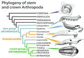 Phylogeny of stem and crown Arthropoda TIDEPODA PRIAPULIDA TARDIGRADA ONYCHOPHORA Lobopodians Opabinia Anomalocaris Peytoia Hurdia Leanchoilia CHELICERATA & Eurypterida Trilobita HEXAPODA CRUSTACEA MYRIAPODA stem group ARTHROPODA Anomalocaridids crown group ARTHROPODA