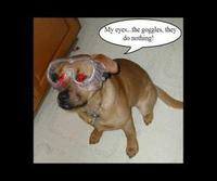 The Goggles Do Nothing!