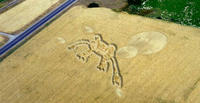 Hopkin Green Frog