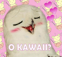 O RLY?