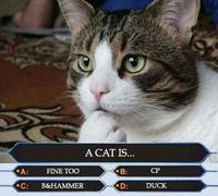 A Cat Is Fine Too