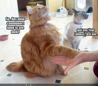 LOLcats
