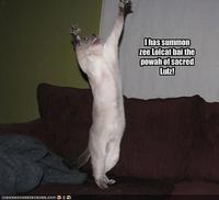 LOLcats