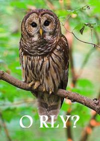 O RLY?