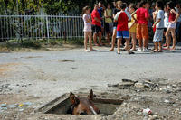 Sewer Horse/Basement Horse