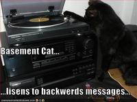 Basement Cat