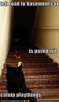 Basement Cat