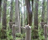 Longcat