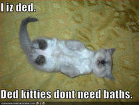 LOLcats