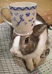 Pancake Bunny