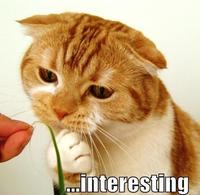 LOLcats