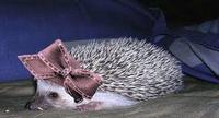 Aretha's Hat