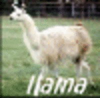 The Llama Song