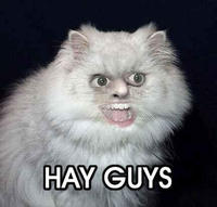 LOLcats