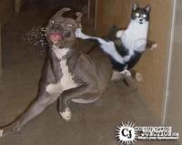 LOLcats