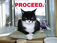 LOLcats