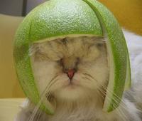 Limecat