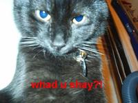LOLcats