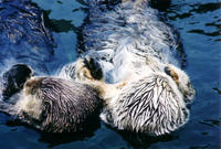 Otters Holding Hands