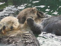 Otters Holding Hands