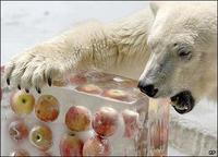 Apples Bear