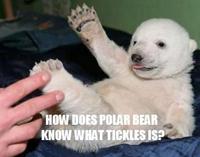 Apples Bear
