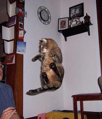 Gravity Cat