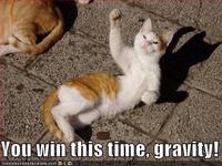 Gravity Cat
