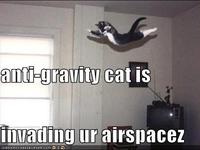 Gravity Cat