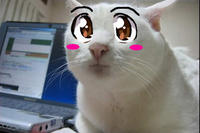 Serious Cat