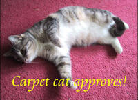 X Does Not Approve/ Approves