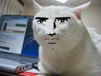 Serious Cat