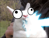Bunnyfaic