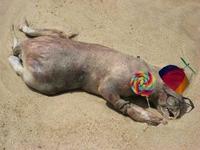 Montauk Monster