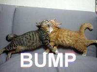 Bump