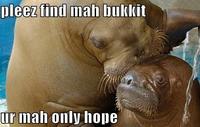 Lolrus