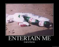 A cat is fine too....