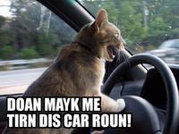 LOLcats