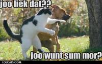 LOLcats