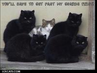 LOLcats