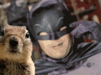 Crasher Squirrel