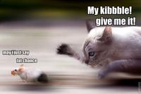 LOLcats