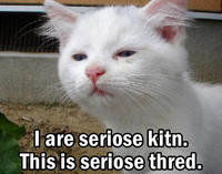 Serious Cat