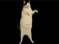 Kitty Cat Dance